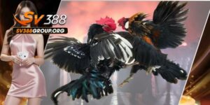Đá gà online SV388 là gì?