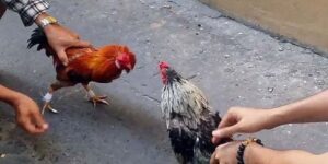 Gà Thomo là gì? Tìm hiểu đặc điểm chiến kê Thomo tại SV388