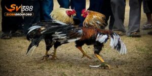 Đá gà cựa dao là gì?